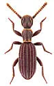 Araeoschizus colossalis