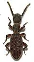 Araeoschizus colossalis - photo 2
