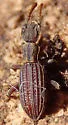 Araeoschizus colossalis - photo 3