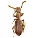 Araeoschizus decipiens