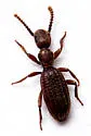 Araeoschizus decipiens - photo 2
