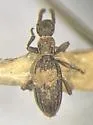 Araeoschizus decipiens - photo 3