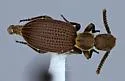 Araeoschizus duplicatus - photo 4