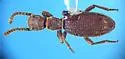 Araeoschizus exiguus
