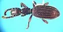 Araeoschizus hardyorum