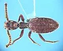 Araeoschizus hystrix