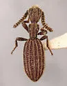 Araeoschizus sulcicollis