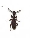 Araeoschizus tenuis - photo 2