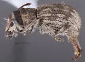 Aragnomus griseus