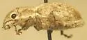 Aramigus pallidus (species complex) - photo 2