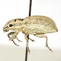 Aramigus pallidus (species complex) - photo 3
