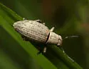 Aramigus pallidus (species complex) - photo 5