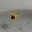 Araneus alboventris