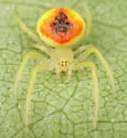 Araneus alboventris - photo 2