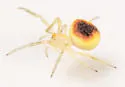 Araneus alboventris - photo 4