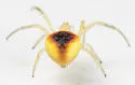 Araneus alboventris - photo 5