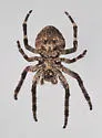Araneus andrewsi