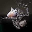 Araneus andrewsi - photo 2