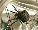 Araneus andrewsi - photo 3