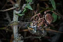Araneus andrewsi - photo 4