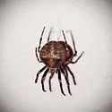 Araneus andrewsi - photo 5