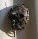 Giant Lichen Orbweaver