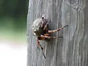 Giant Lichen Orbweaver - photo 2