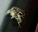 Giant Lichen Orbweaver - photo 3