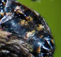 Giant Lichen Orbweaver - photo 4
