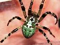 Giant Lichen Orbweaver - photo 5