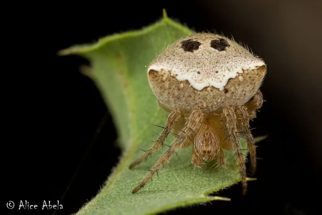 Araneus bispinosus