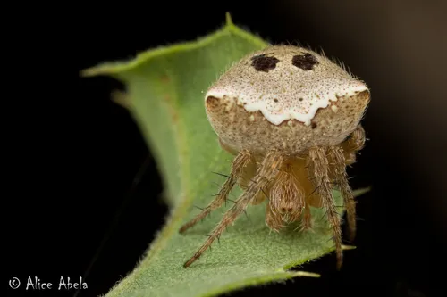 Araneus bispinosus - photo 2