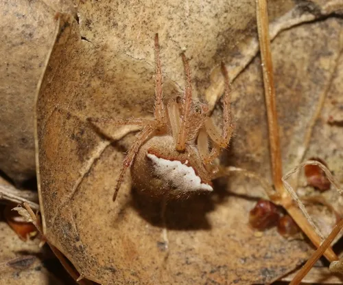 Araneus bispinosus - photo 3
