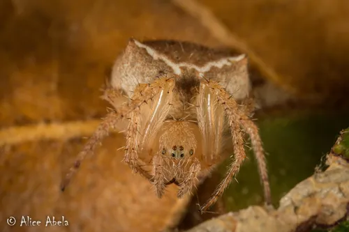 Araneus bispinosus - photo 4