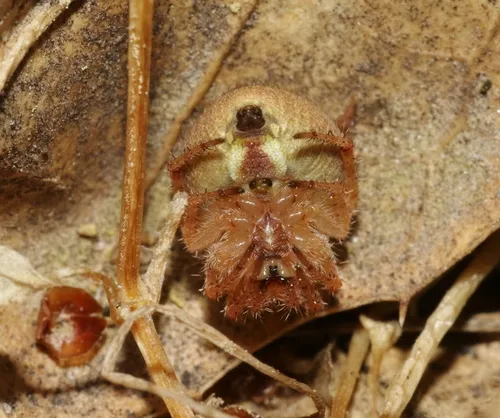 Araneus bispinosus - photo 5