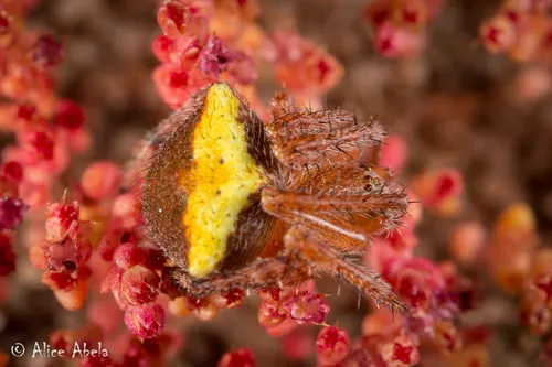 Araneus bispinosus - photo 6