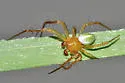 Araneus bivittatus