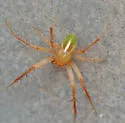 Araneus bivittatus - photo 2