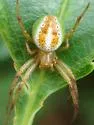 Araneus bivittatus - photo 3