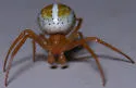 Araneus bivittatus - photo 4