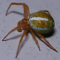 Araneus bivittatus - photo 5