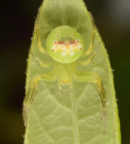 Araneus bonsallae - photo 3