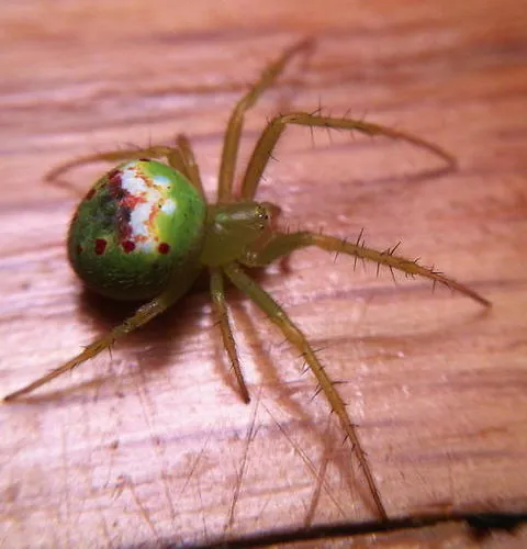 Araneus bonsallae - photo 4