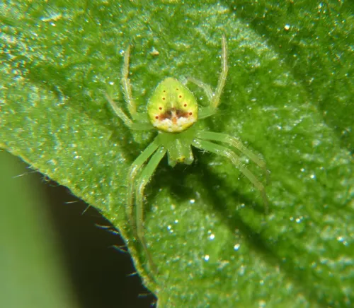 Araneus bonsallae - photo 5
