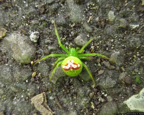 Araneus bonsallae - photo 6