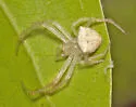 Araneus calusa - photo 3