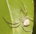 Araneus calusa - photo 4