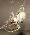 Barn Spider - photo 2