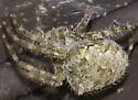 Barn Spider - photo 4