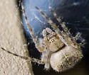 Barn Spider - photo 5